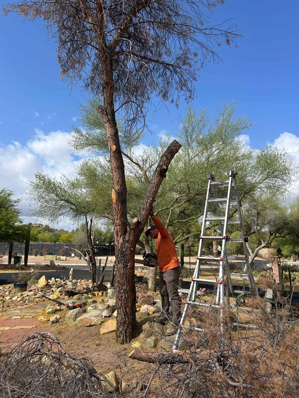 Tree Removal image