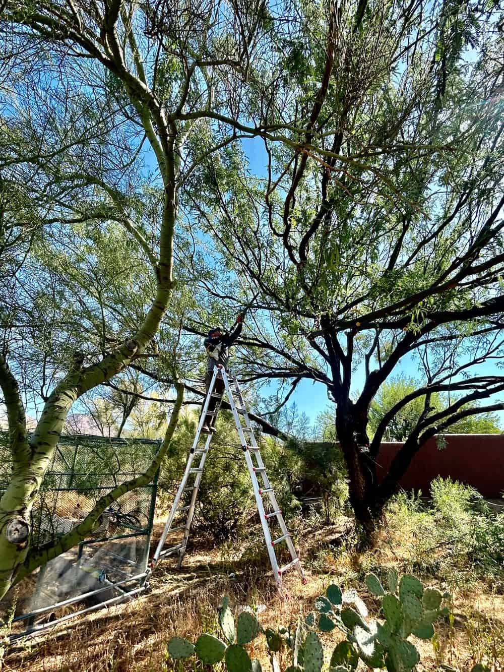 Tree Pruning image