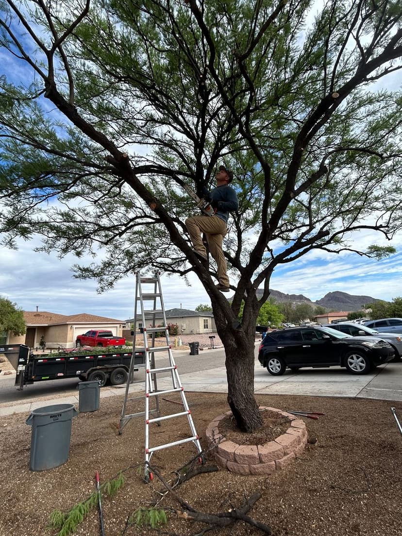 Eco-Friendly Landscaping Practices's image